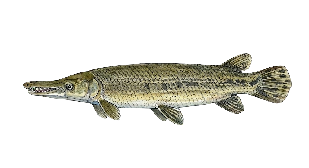 Alligator Gar