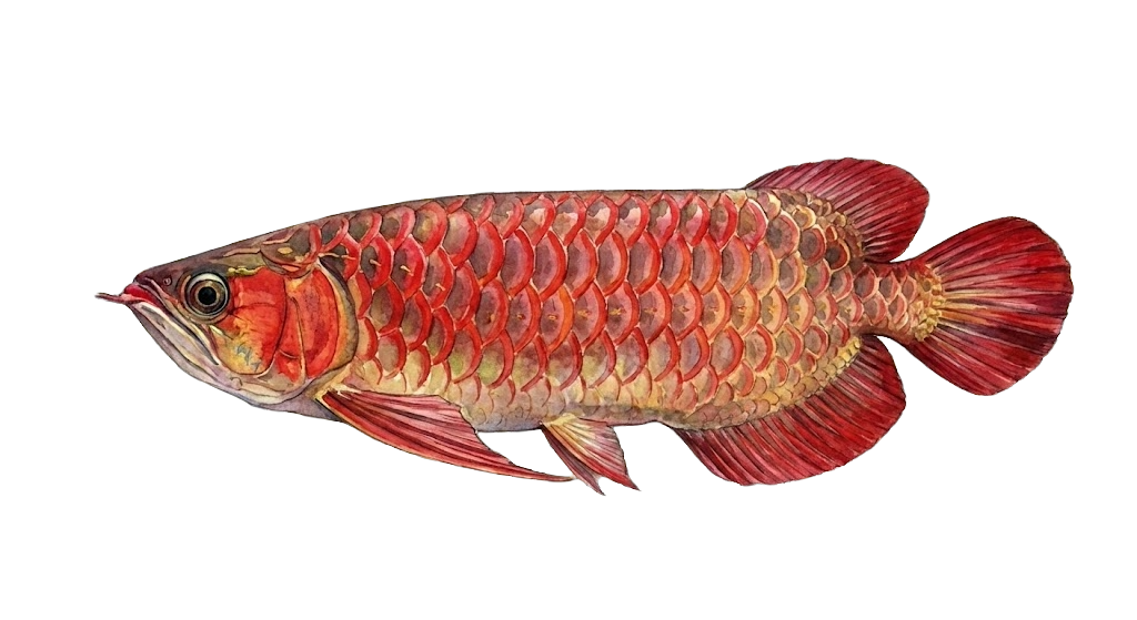 Arowana Merah