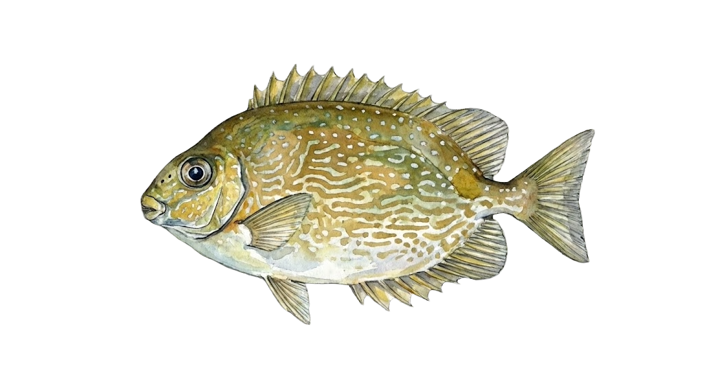 Baronang