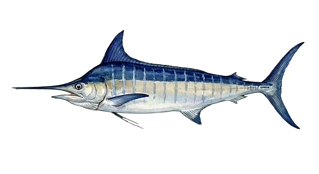Blue Marlin