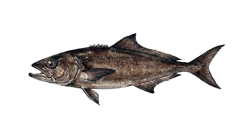 Gindara