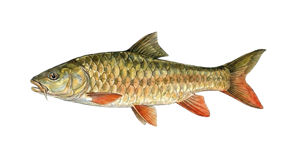 Golden Mahseer