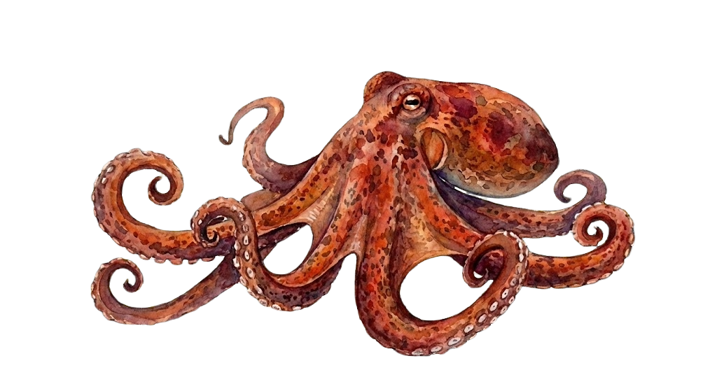Gurita