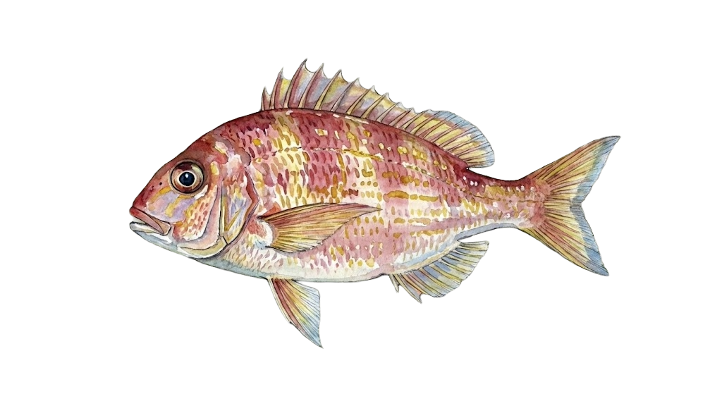 Kurisi