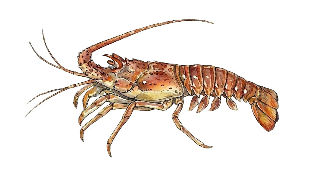 Lobster
