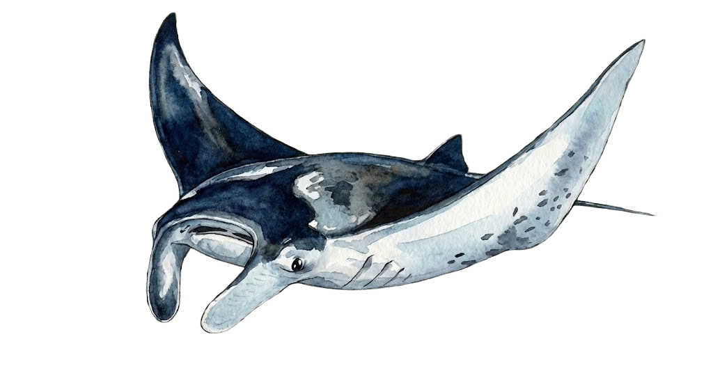 Manta Ray