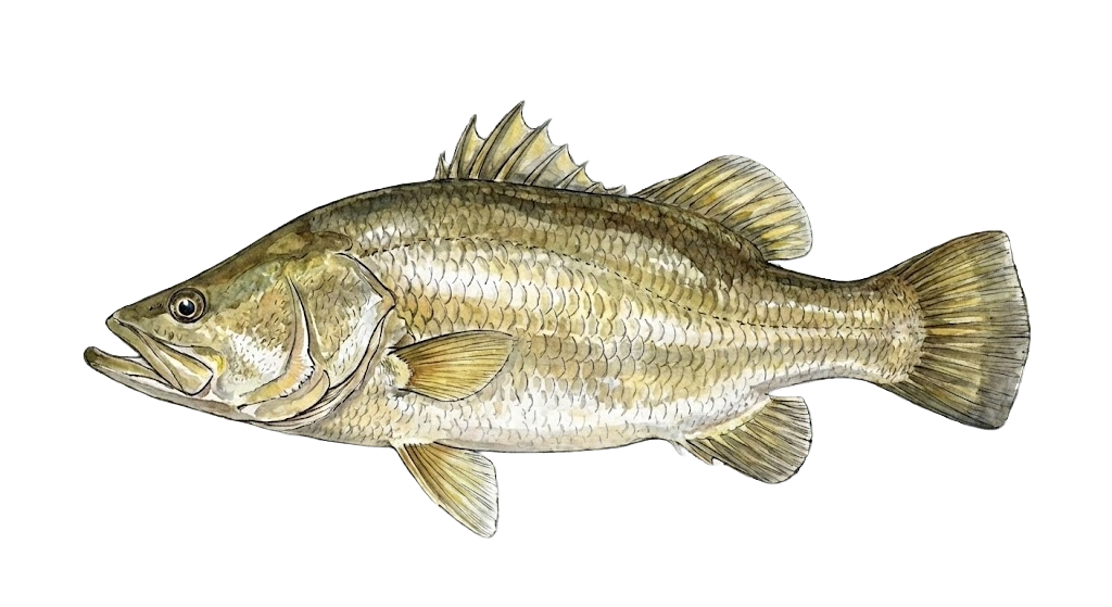 Nile Perch