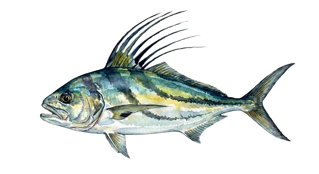 Roosterfish