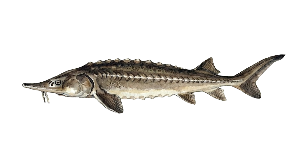 Sturgeon