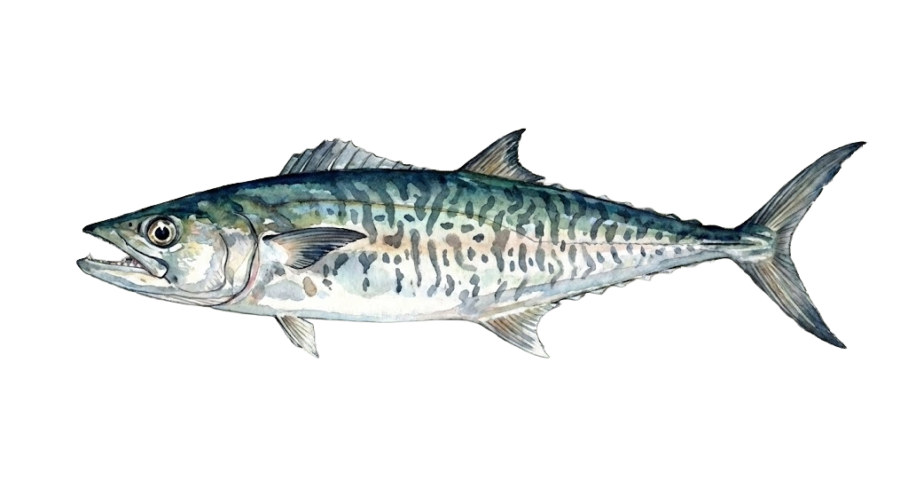 Tenggiri