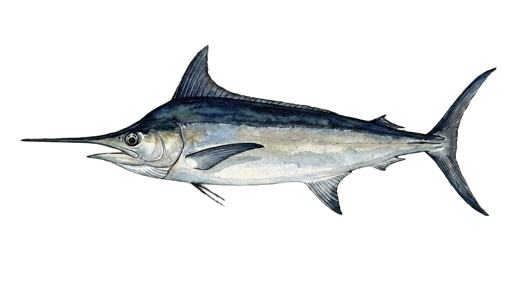 Black Marlin