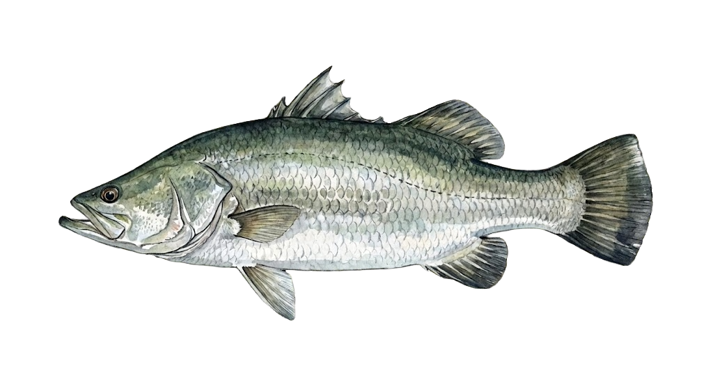 Barramundi