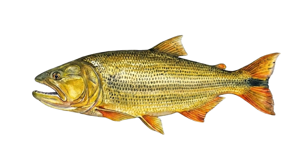 Golden Dorado