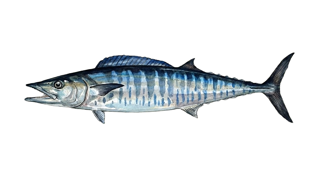 Wahoo